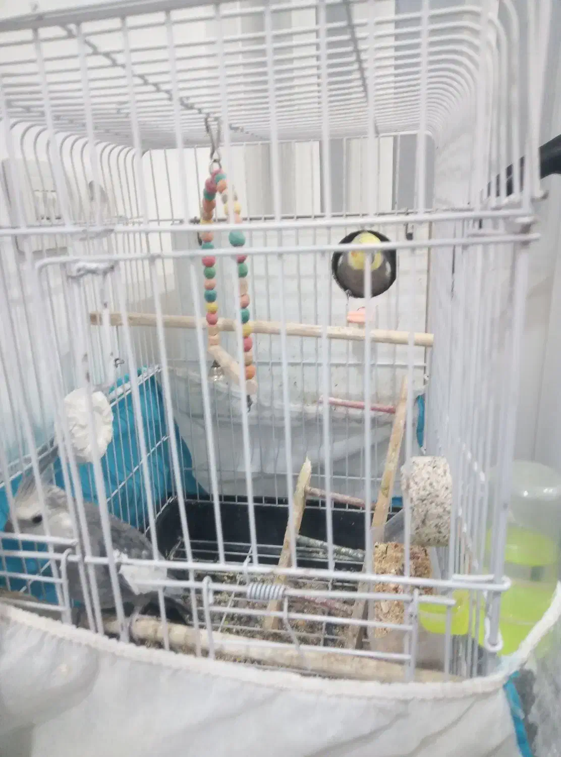 دو تا عروس هلندی ماده ونر|پرنده|شاندیز, |دیوار