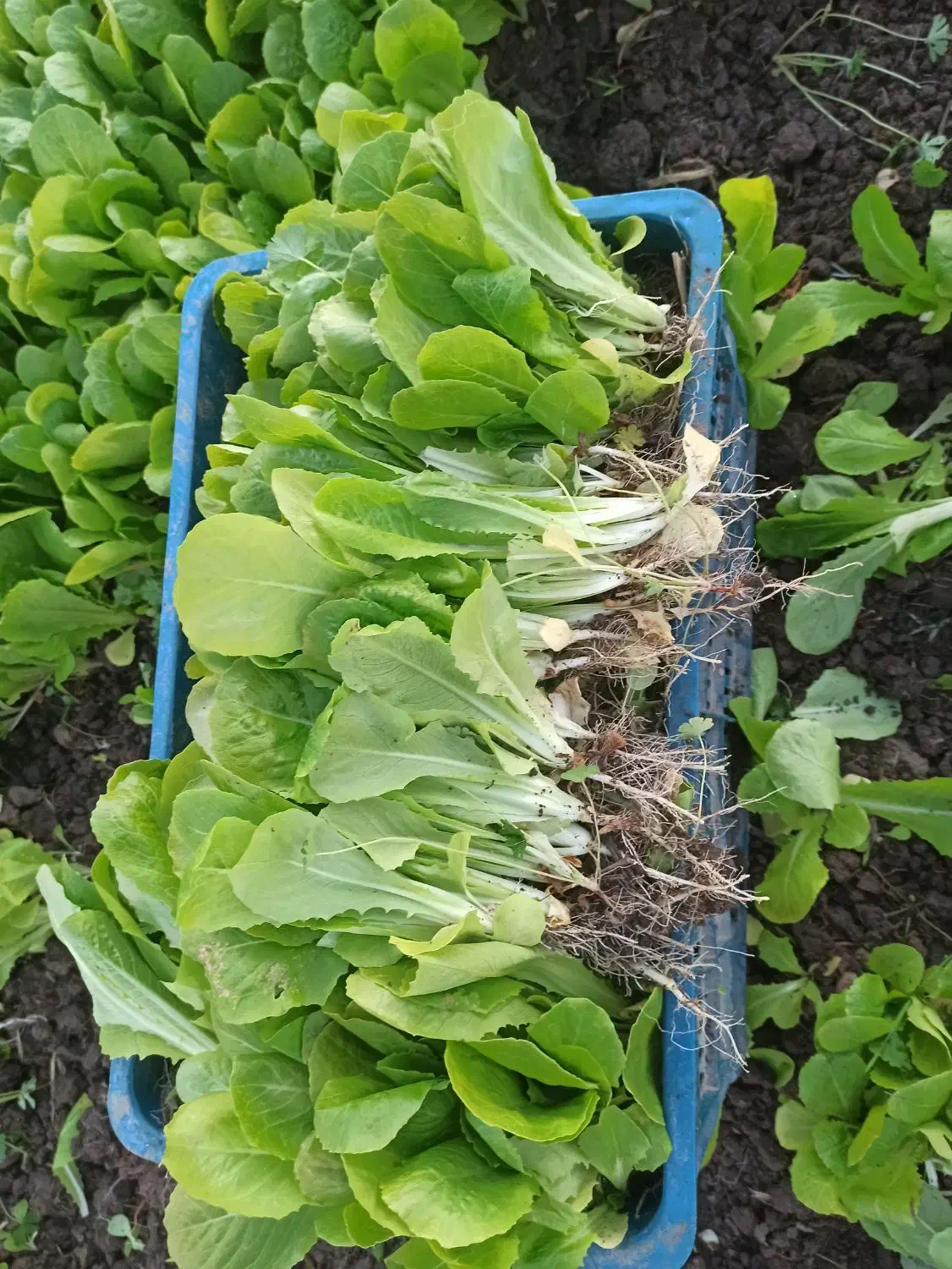 نهال کاهو روغنی|خدمات باغبانی و درختکاری|رستمکلا, |دیوار