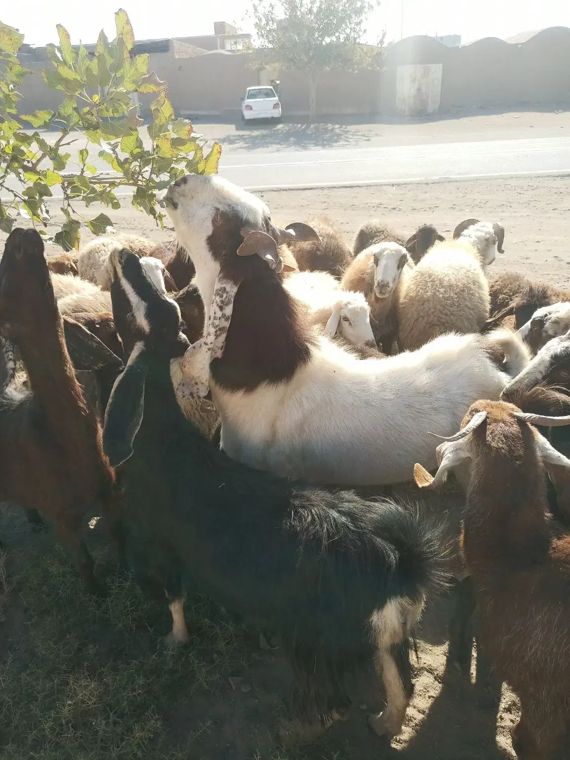 نربز شاخ گلابی اصل|حیوانات مزرعه|سبزوار, قصبه شرقی|دیوار