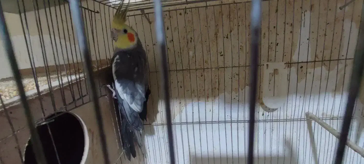 عروس هلندی|پرنده|گرگان, |دیوار