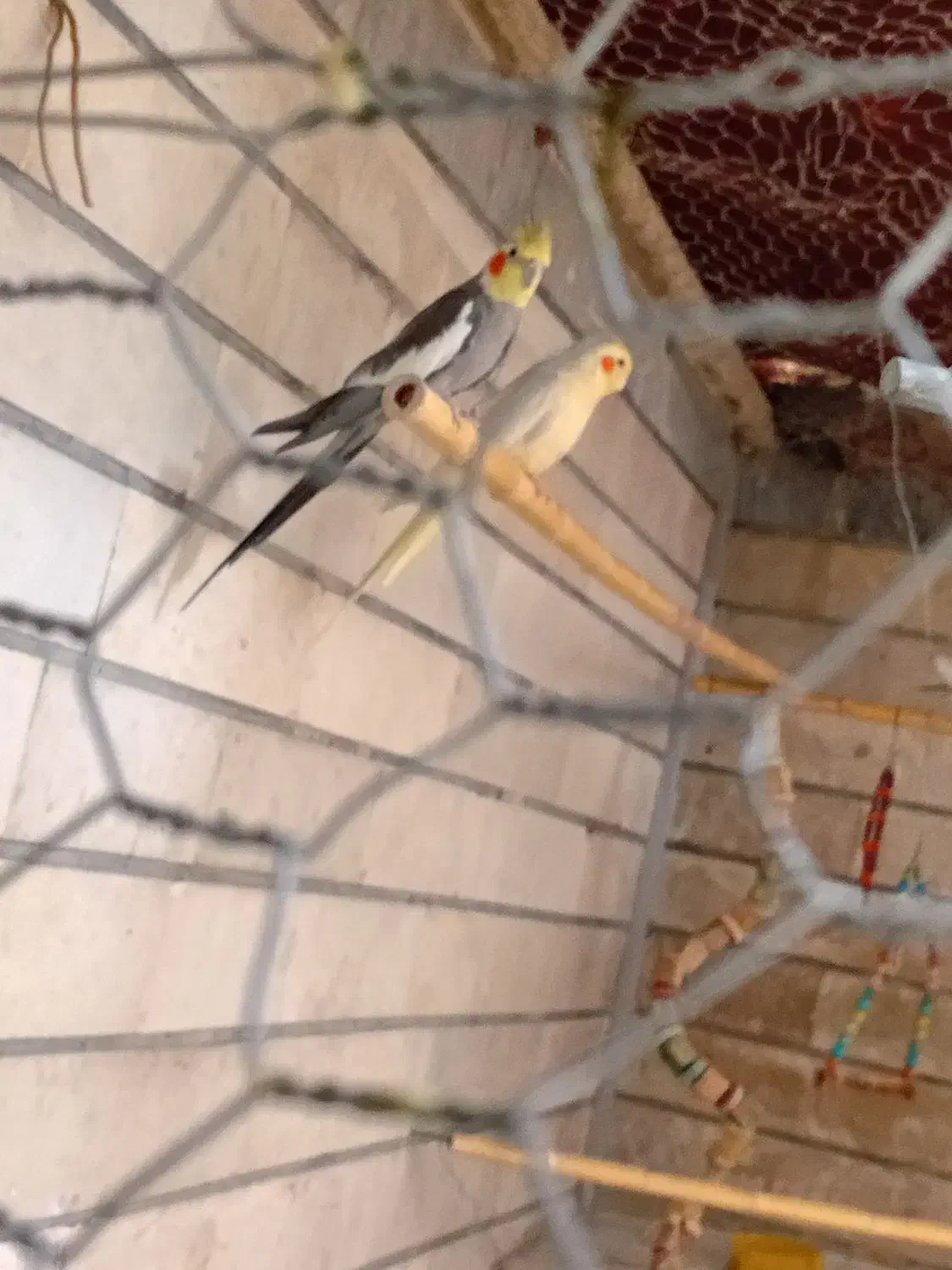 عروس هلندی به صورت تکی و یکجا|حراج|پاکدشت, پاکدشت (مامازند)|دیوار