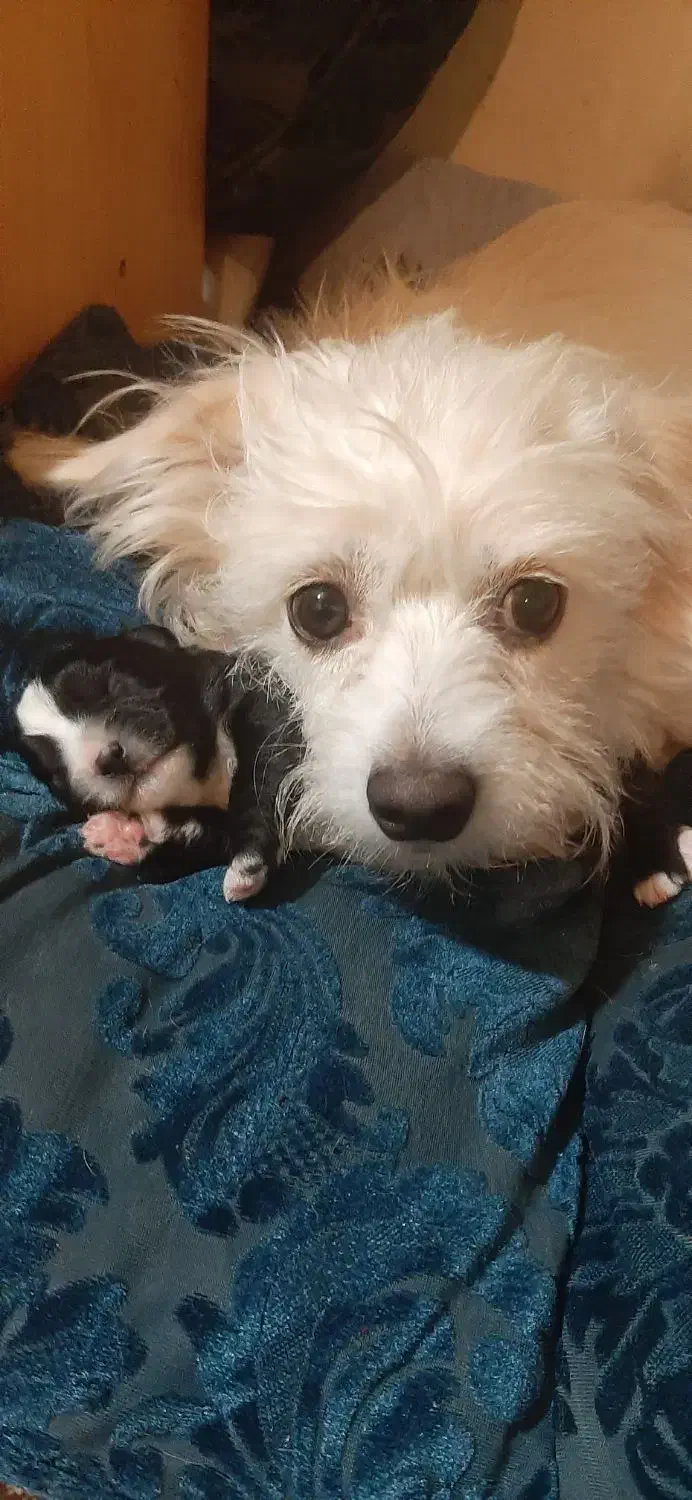 توله سگ شیتزو خالص|سگ|ری, اقدسیه|دیوار