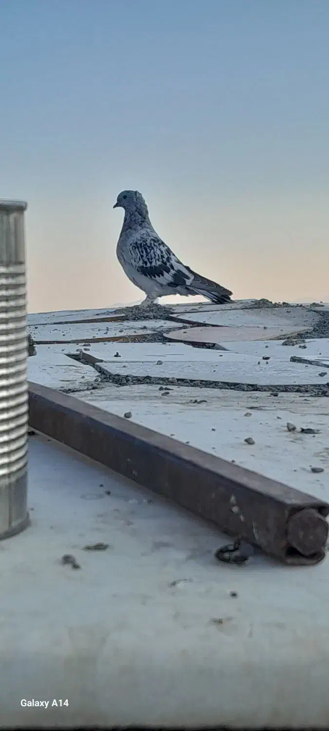 کبوتر ترکیه ای|پرنده|چادگان, |دیوار