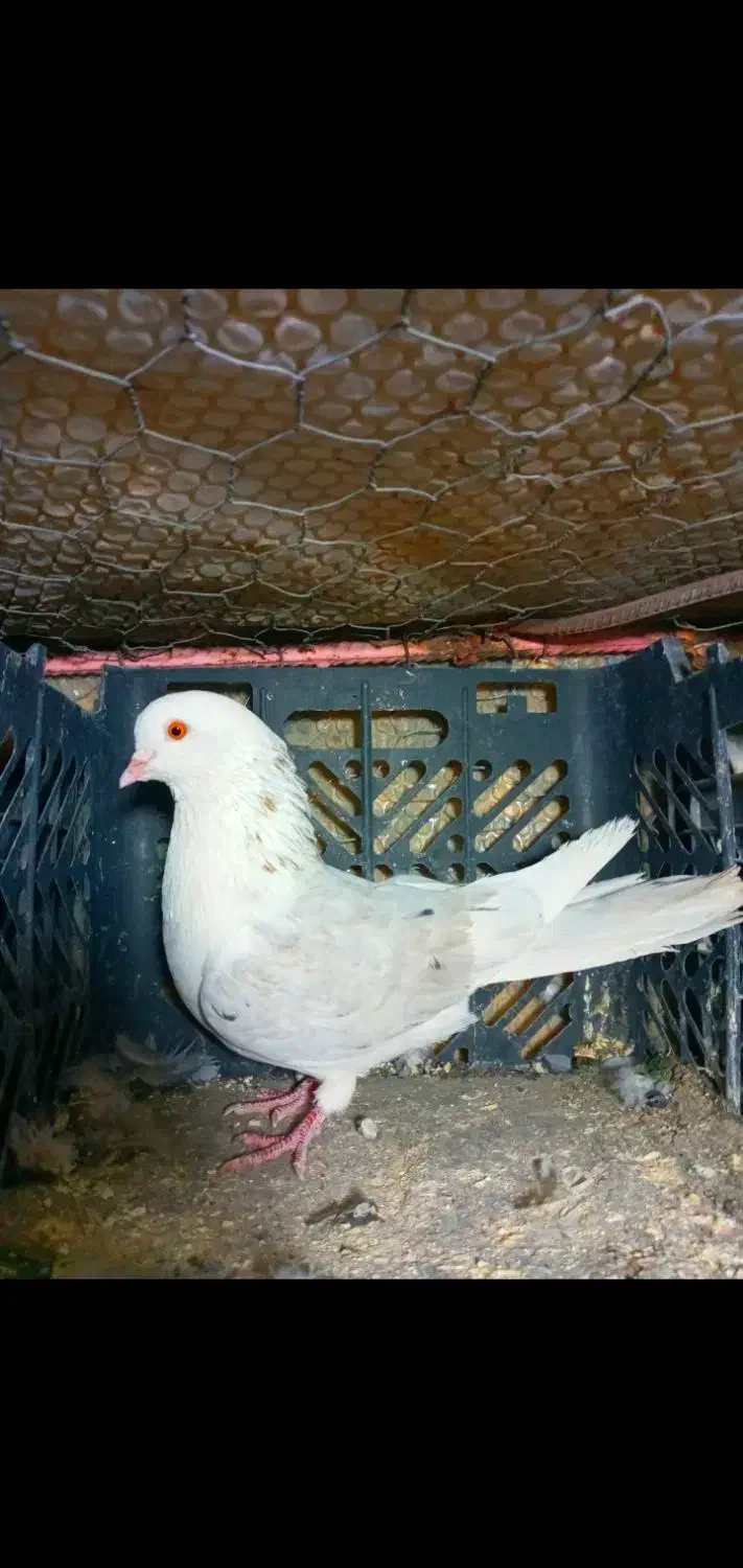 تکی و یک جا به فروش میرسند|پرنده|هندمینی, |دیوار