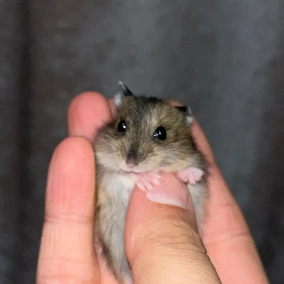 همستر مینیاتوری کمپل|موش و خرگوش|تهران, جنت‌آباد شمالی|دیوار