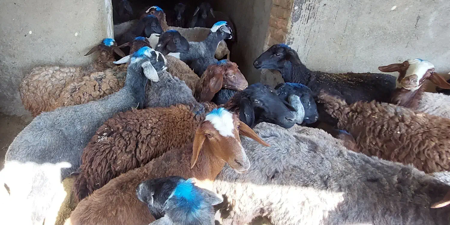 بره ماده|حیوانات مزرعه|سیلاخور, |دیوار