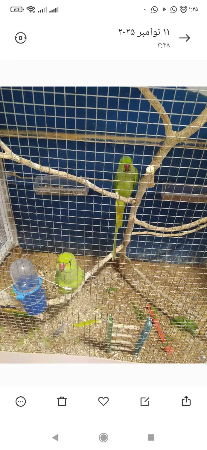 طوطی ملنگو|پرنده|امیدیه, |دیوار