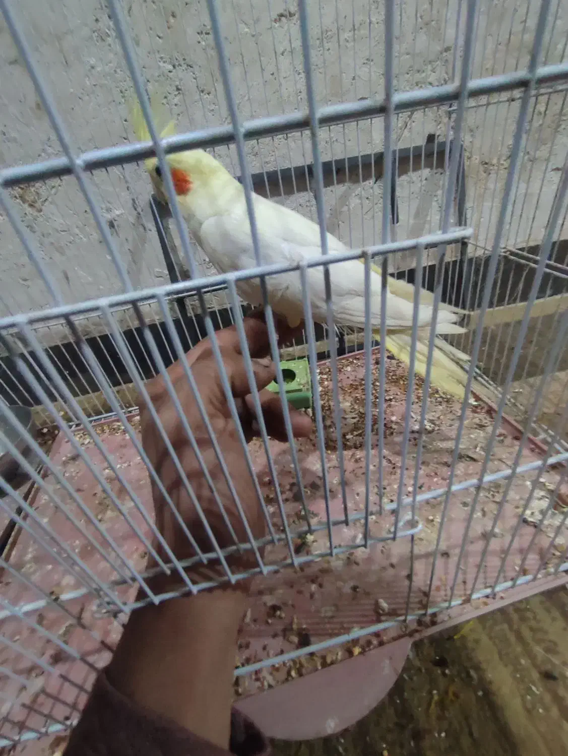 عروس هلندی|پرنده|چغادک, |دیوار