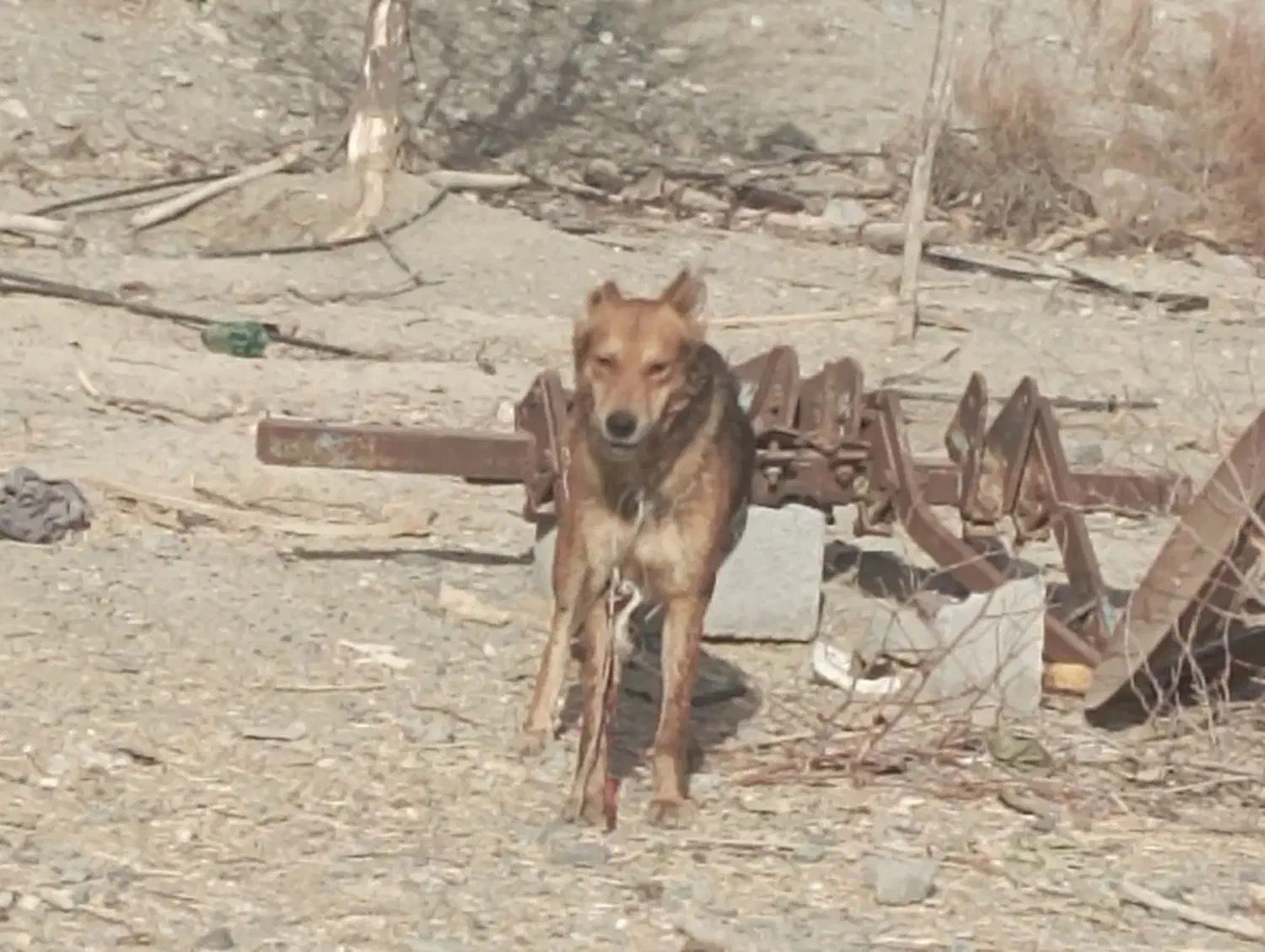 سن حدود 2سال|سگ|رودخانه, |دیوار