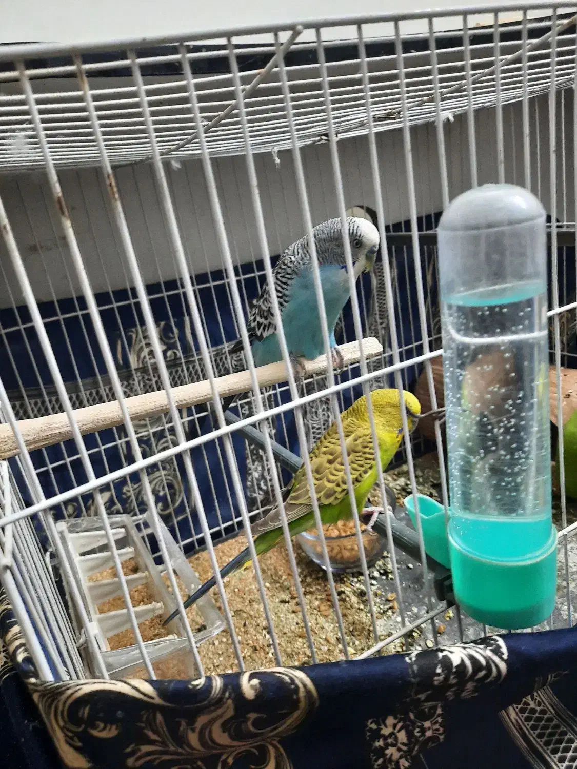 پرنده|پرنده|زابل, |دیوار