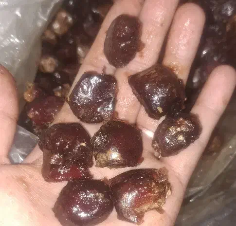 خرما|حراج|یزد, |دیوار