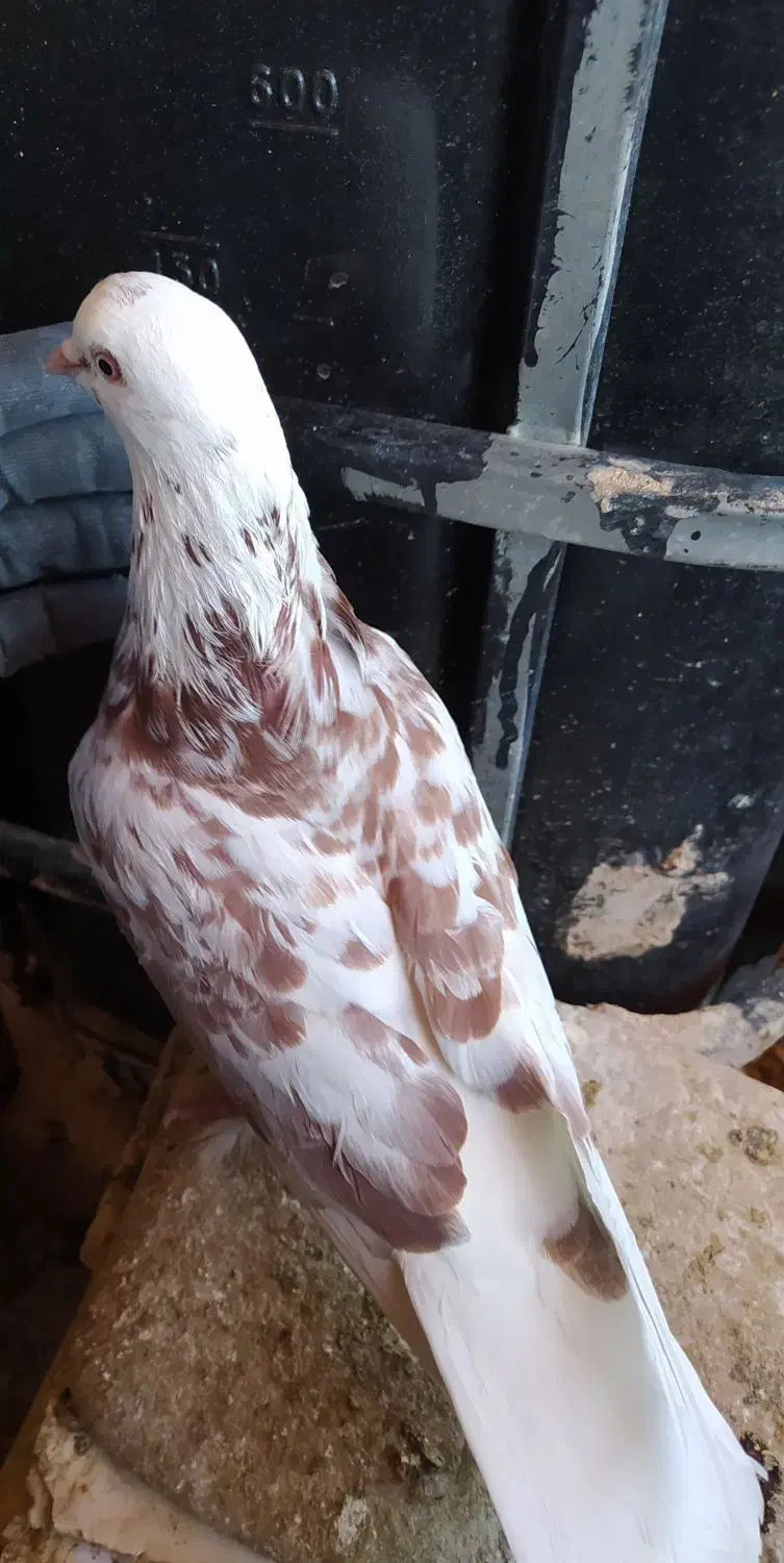 کبوتر نر|پرنده|اصفهان, ملکشهر|دیوار