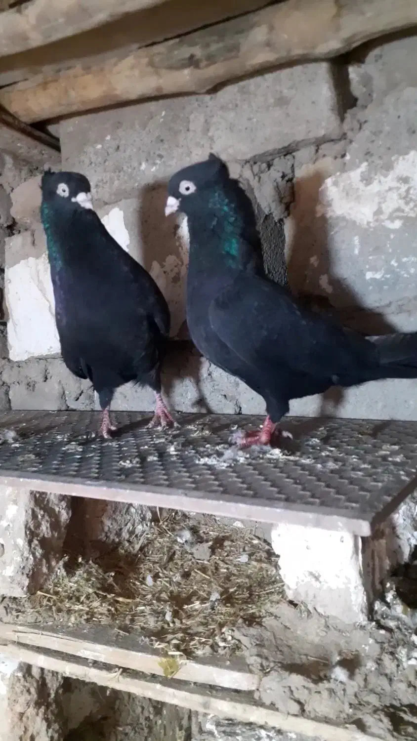 کبوتر سیاه|پرنده|میاندوآب, |دیوار