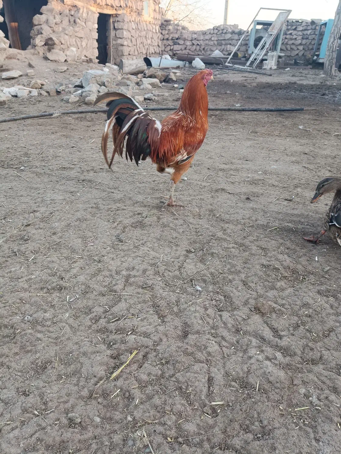 خروس لاری|حیوانات مزرعه|قزوین, |دیوار