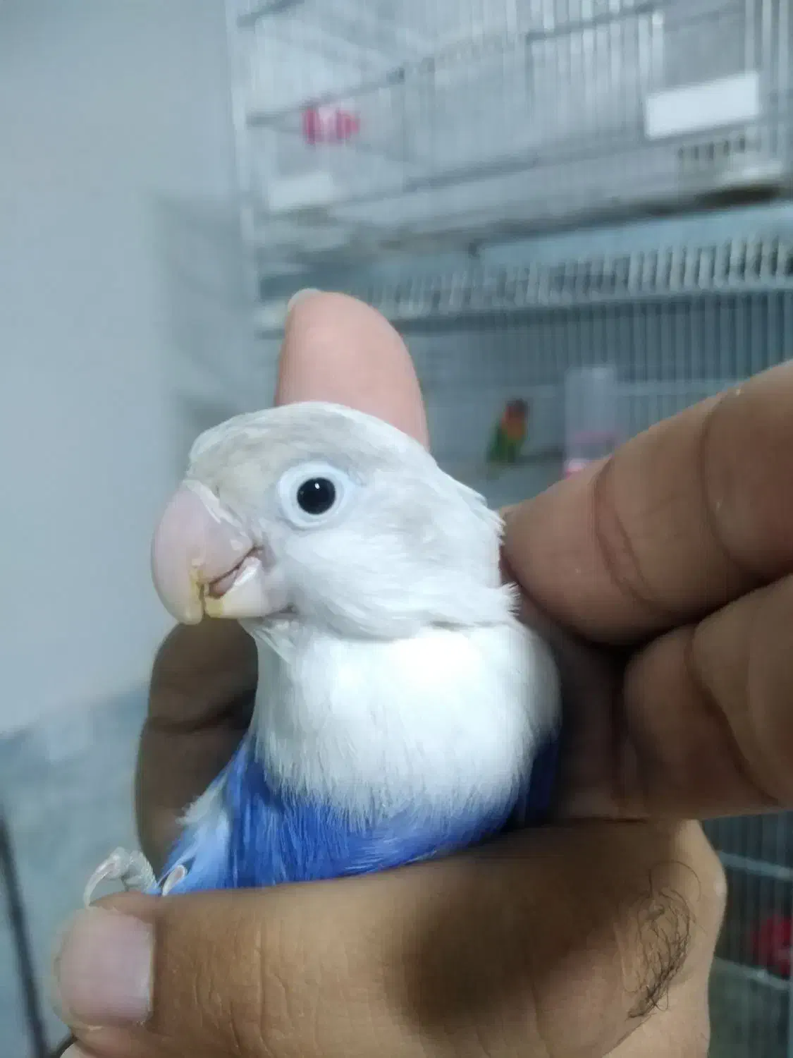 اوپلاین ویولت|پرنده|مشهد, شهید قربانی|دیوار