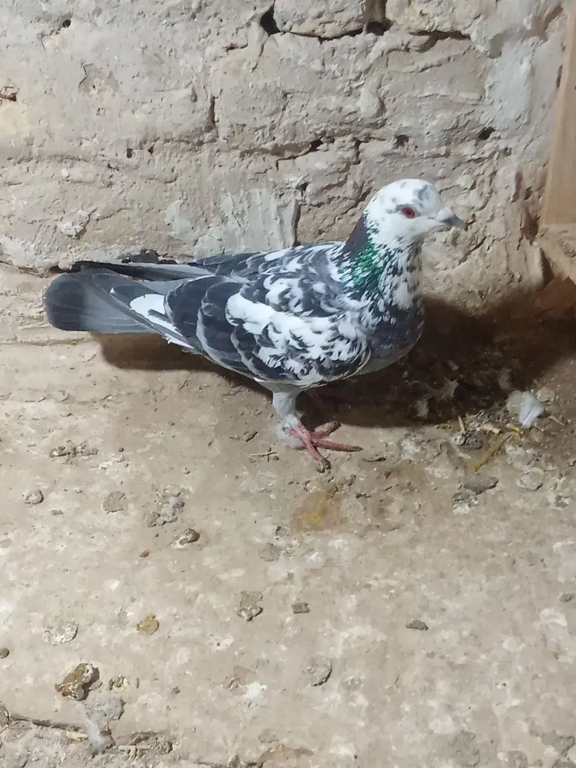 کفتر|پرنده|تربت‌حیدریه, حاجی یار‎|دیوار