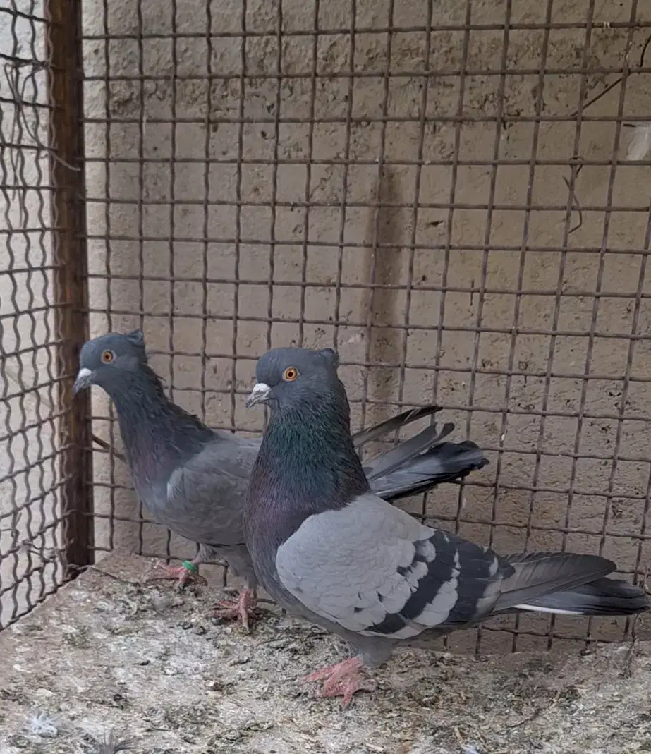 کبوتر سبز|پرنده|نهاوند, |دیوار