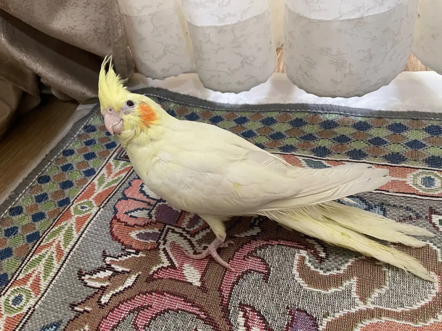 عروس هلندی|پرنده|فردیس, شهرک وحدت|دیوار