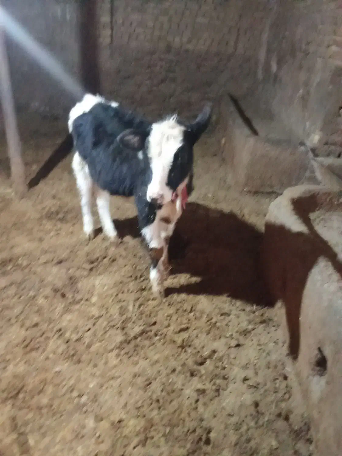 600000|حیوانات مزرعه|تاکستان, |دیوار