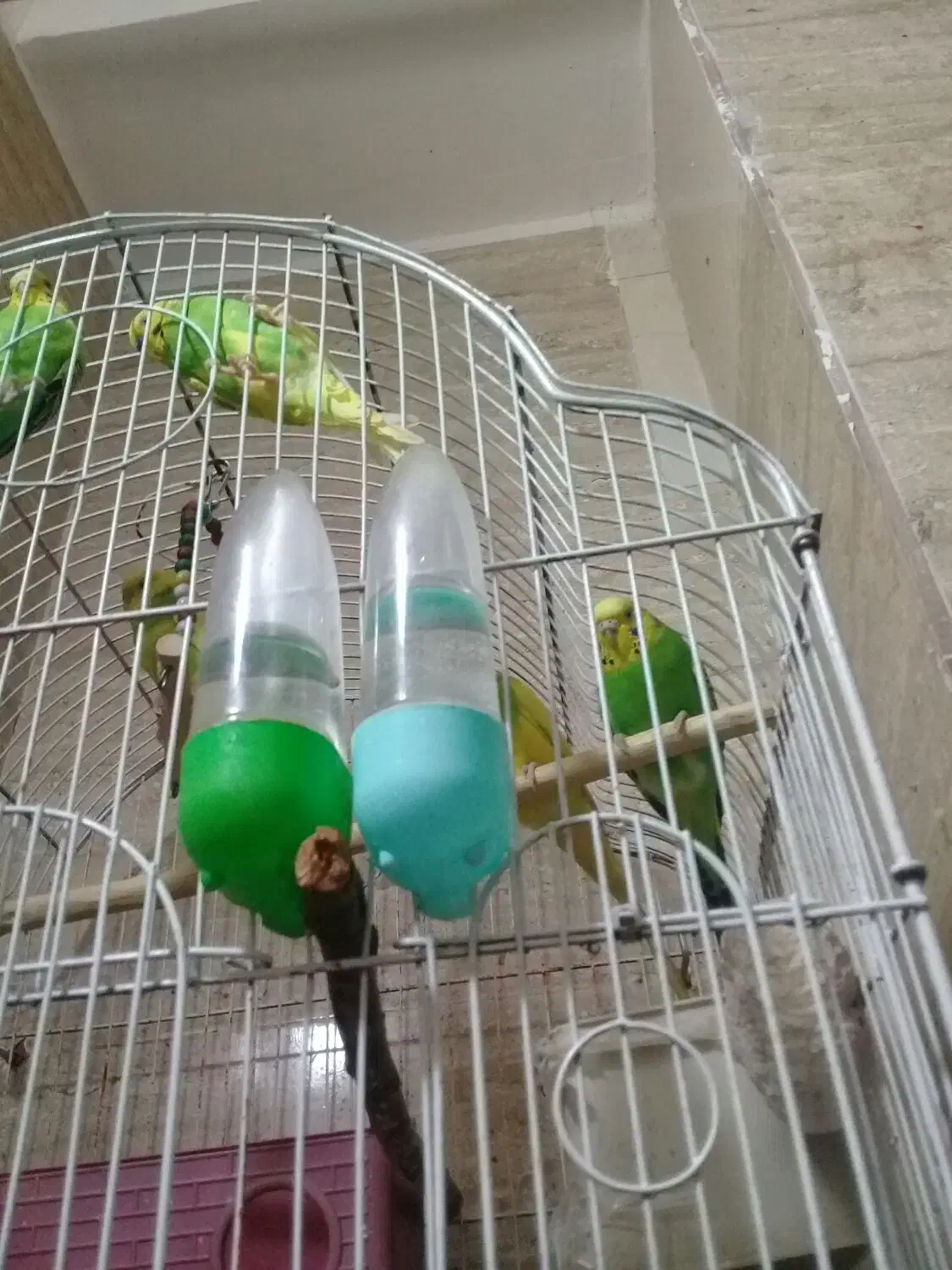 پرنده مرغ عشق|پرنده|گرگان, |دیوار