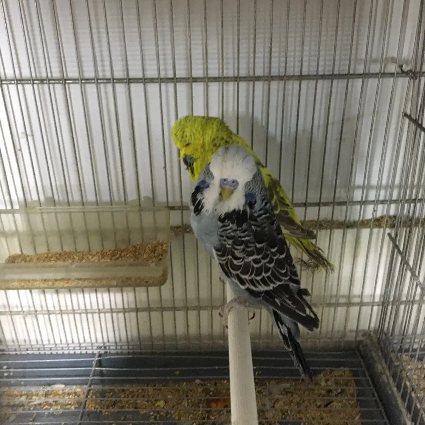 انگلیسی گرید a|پرنده|سنندج, |دیوار