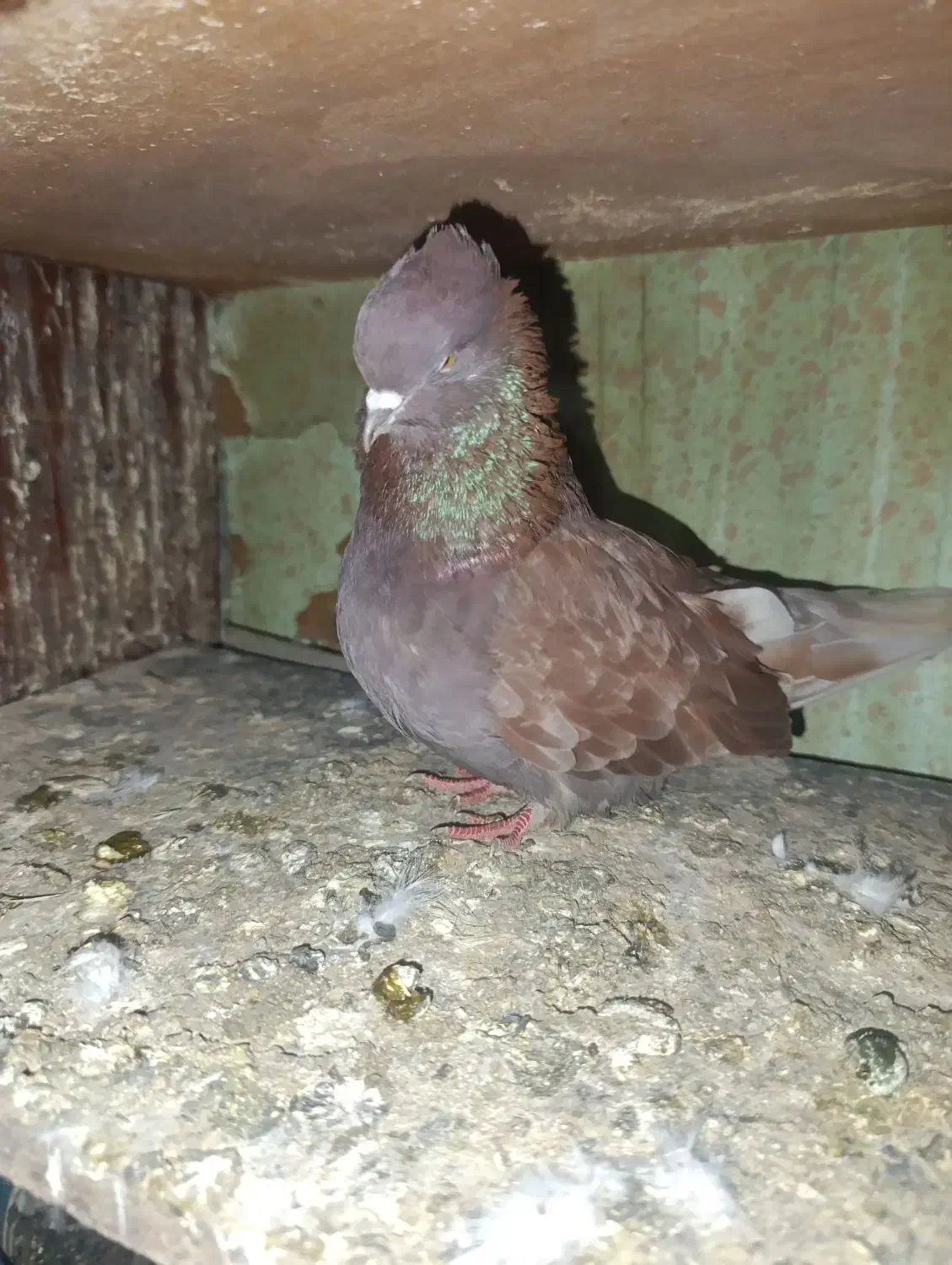 سرخ پرروک و سروکله دار|پرنده|گرگان, |دیوار