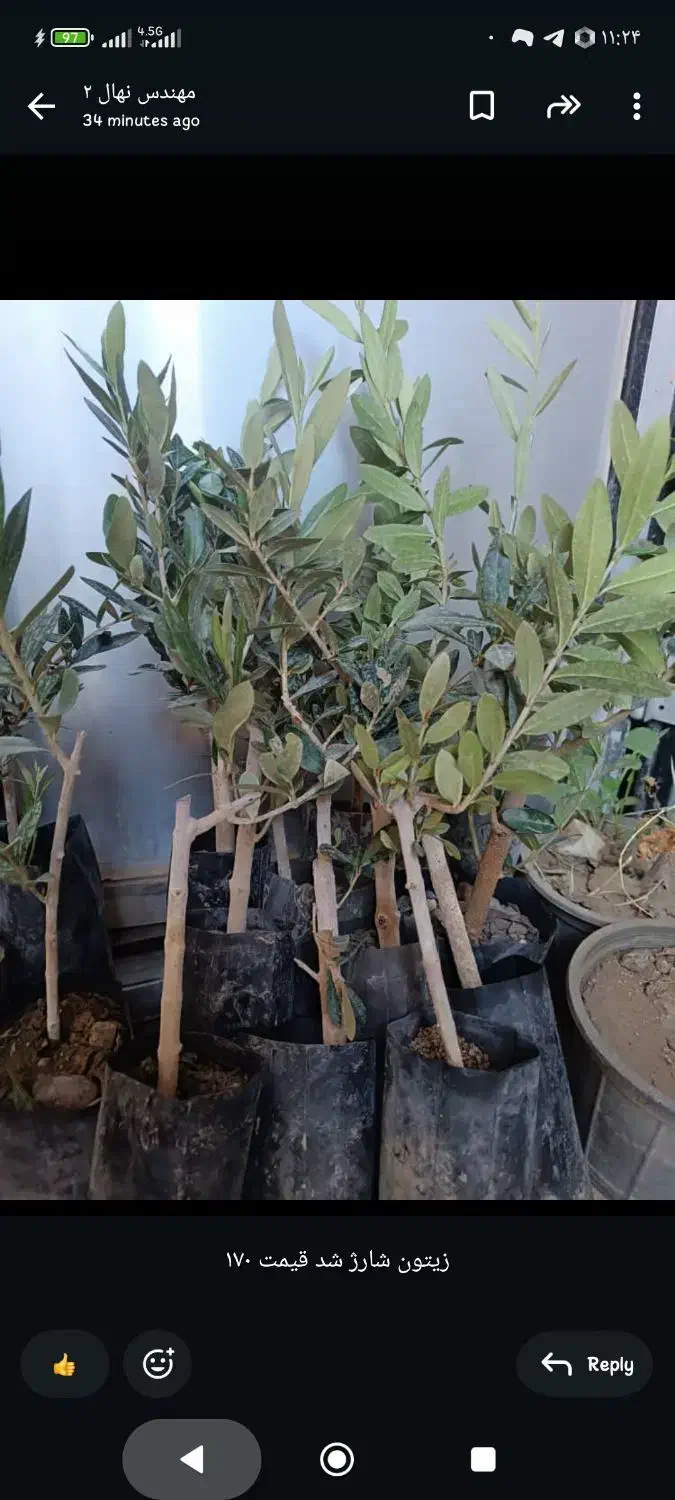 انواع نهال مرکبات و مغزها با ضمانت رشد|خدمات باغبانی و درختکاری|بابلسر, |دیوار