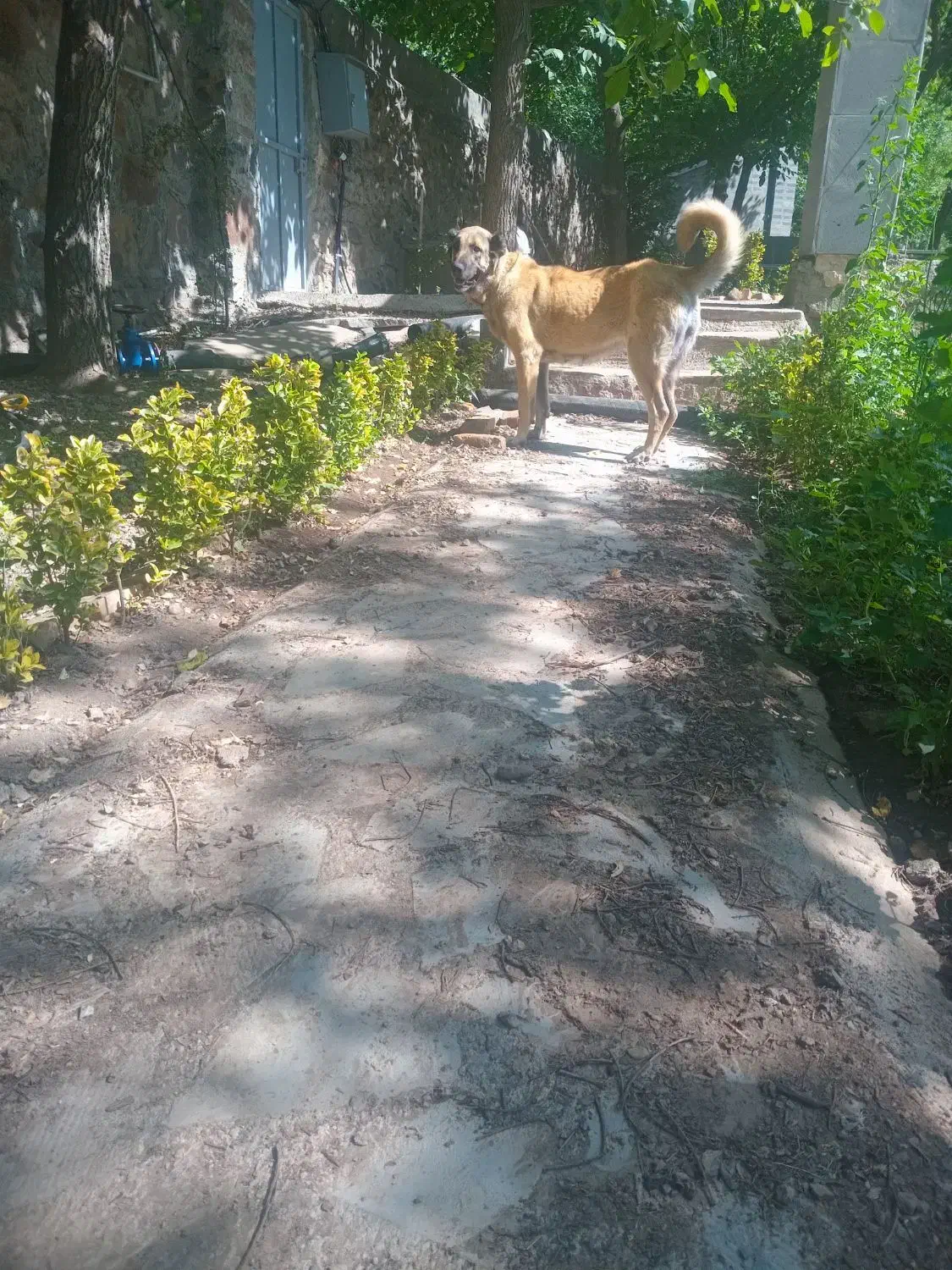 واگذاری سگ ماده|سگ|سراب, |دیوار