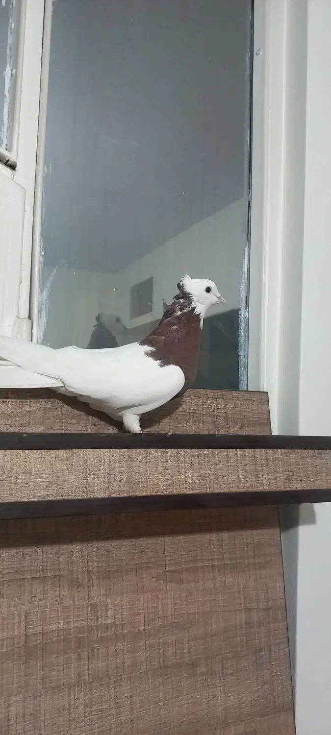 کبوتر|پرنده|تهران, مسعودیه|دیوار