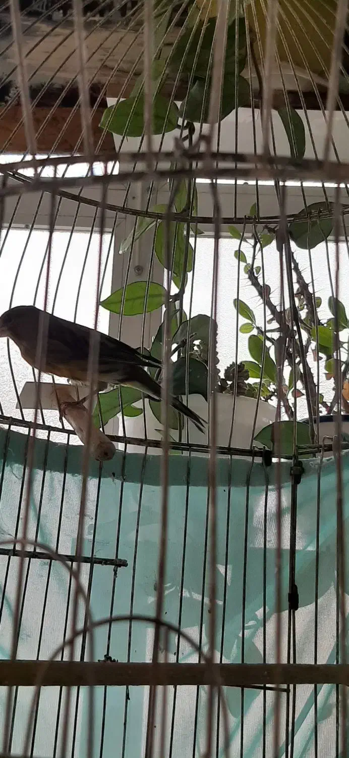 قناری نر|پرنده|کرمان, |دیوار