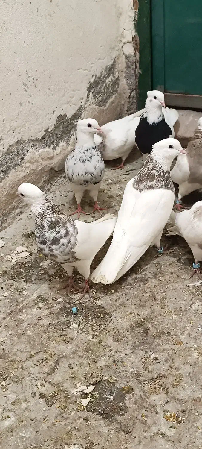 کبوتر طوقی ۶ دانگ|پرنده|شهریار, شهریار|دیوار