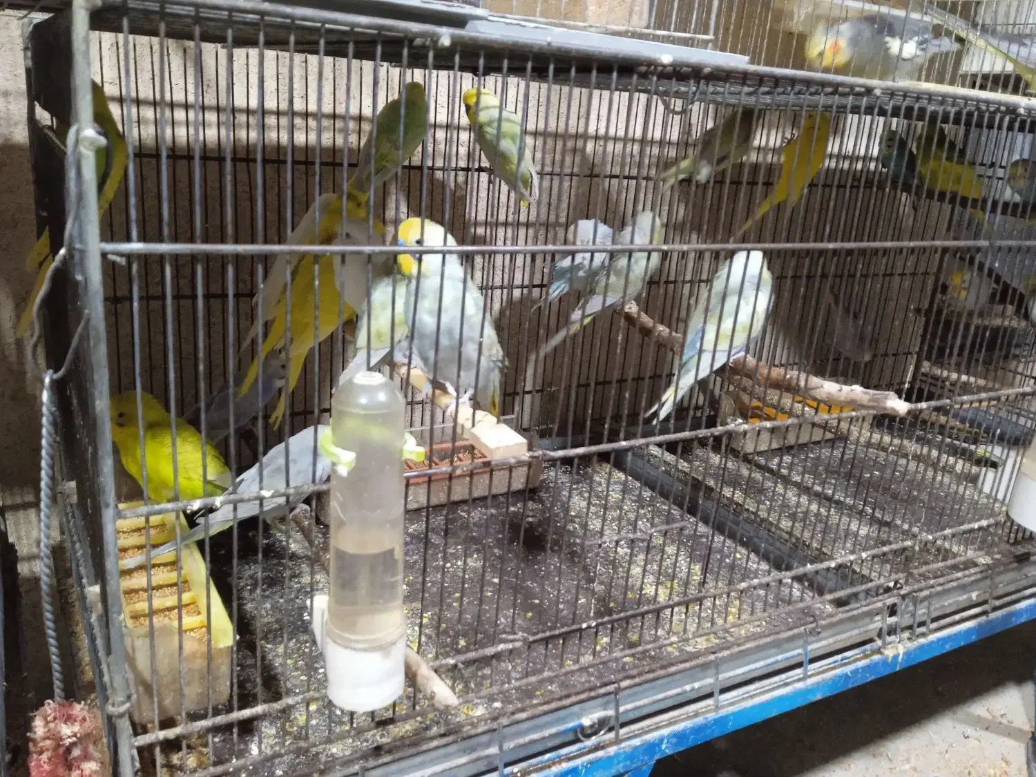 پرنده زینتی|پرنده|بوکان, |دیوار