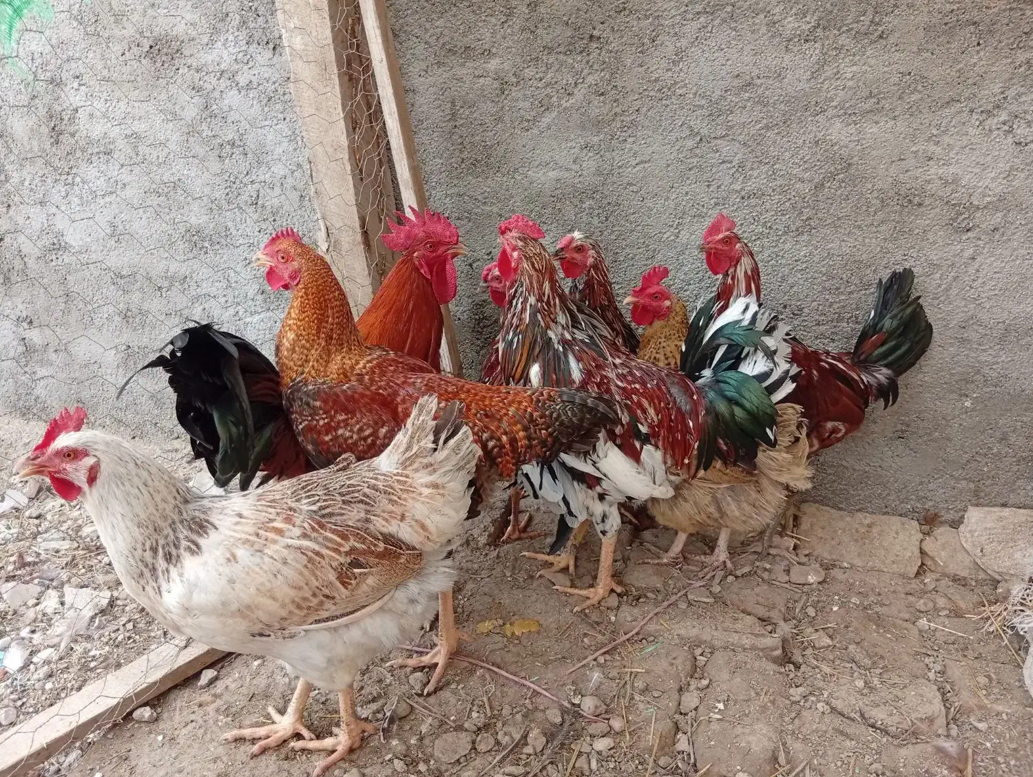 مرغ و خروس محلی و گلین|حیوانات مزرعه|سیجوال, |دیوار