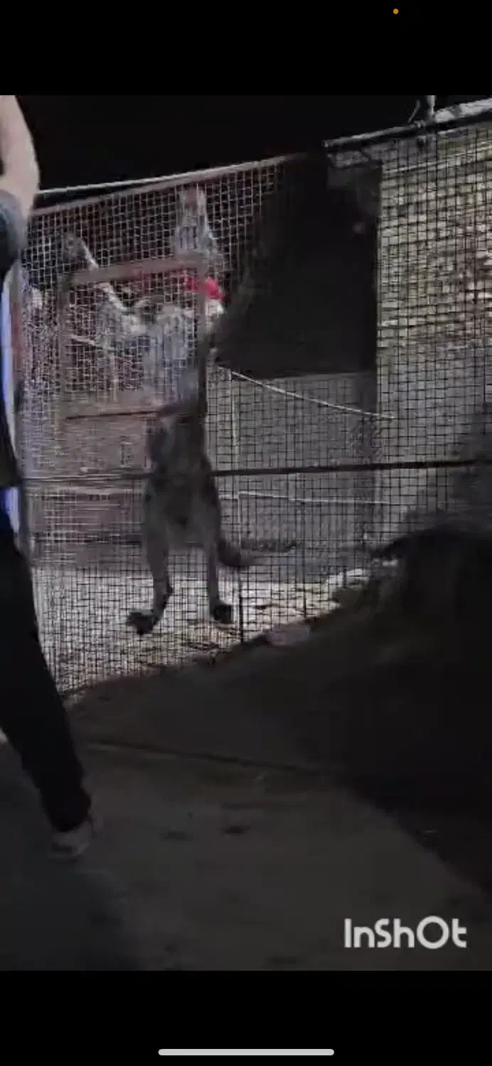 سگ قهدریجانی قدرجونی|سگ|تهران, آرژانتین|دیوار