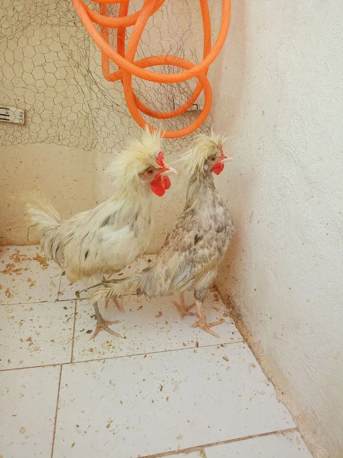 خروس محلی لهستانی|حیوانات مزرعه|مشهد, هدایت|دیوار