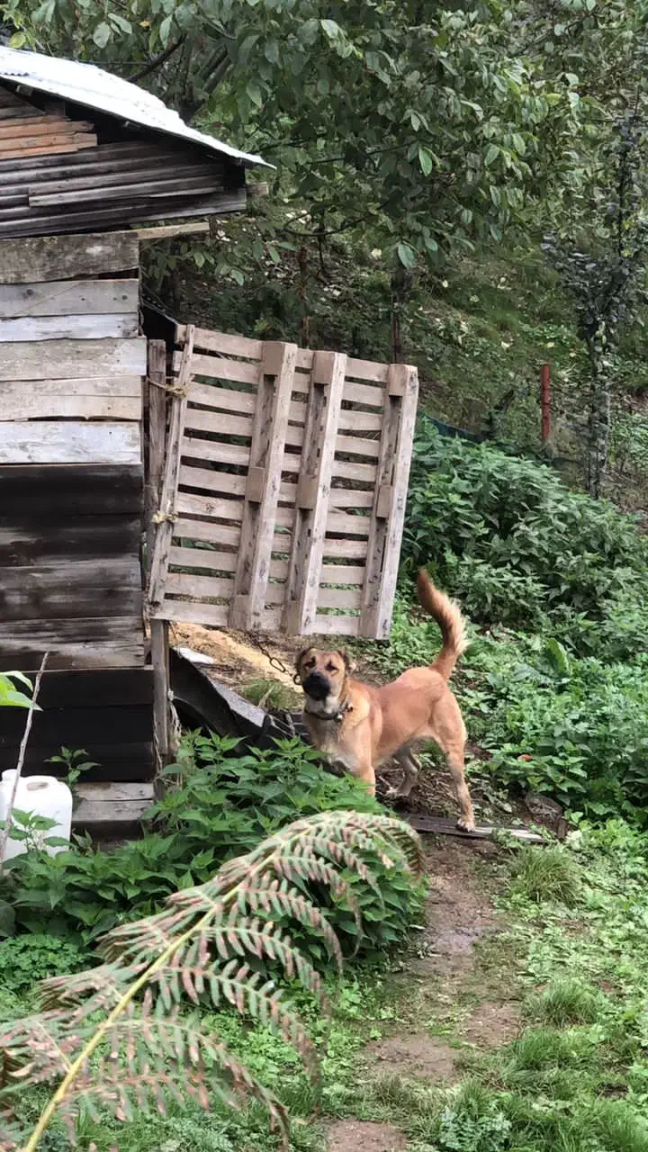 سگ سرابی نصل پله ی میانه واگزاری|سگ|اسالم, |دیوار