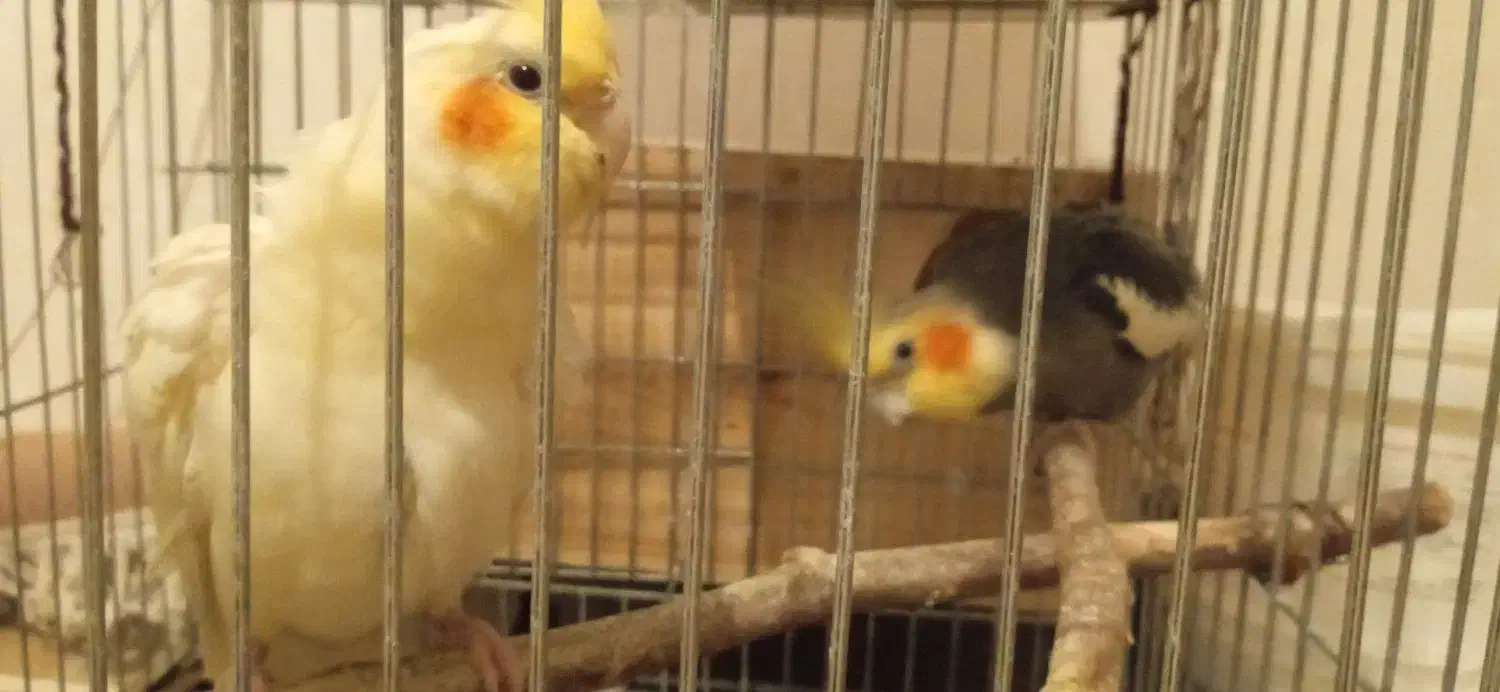 یک جفت عروس هلندی با یک عدد جوجه 3ملیون|پرنده|خورموج, |دیوار