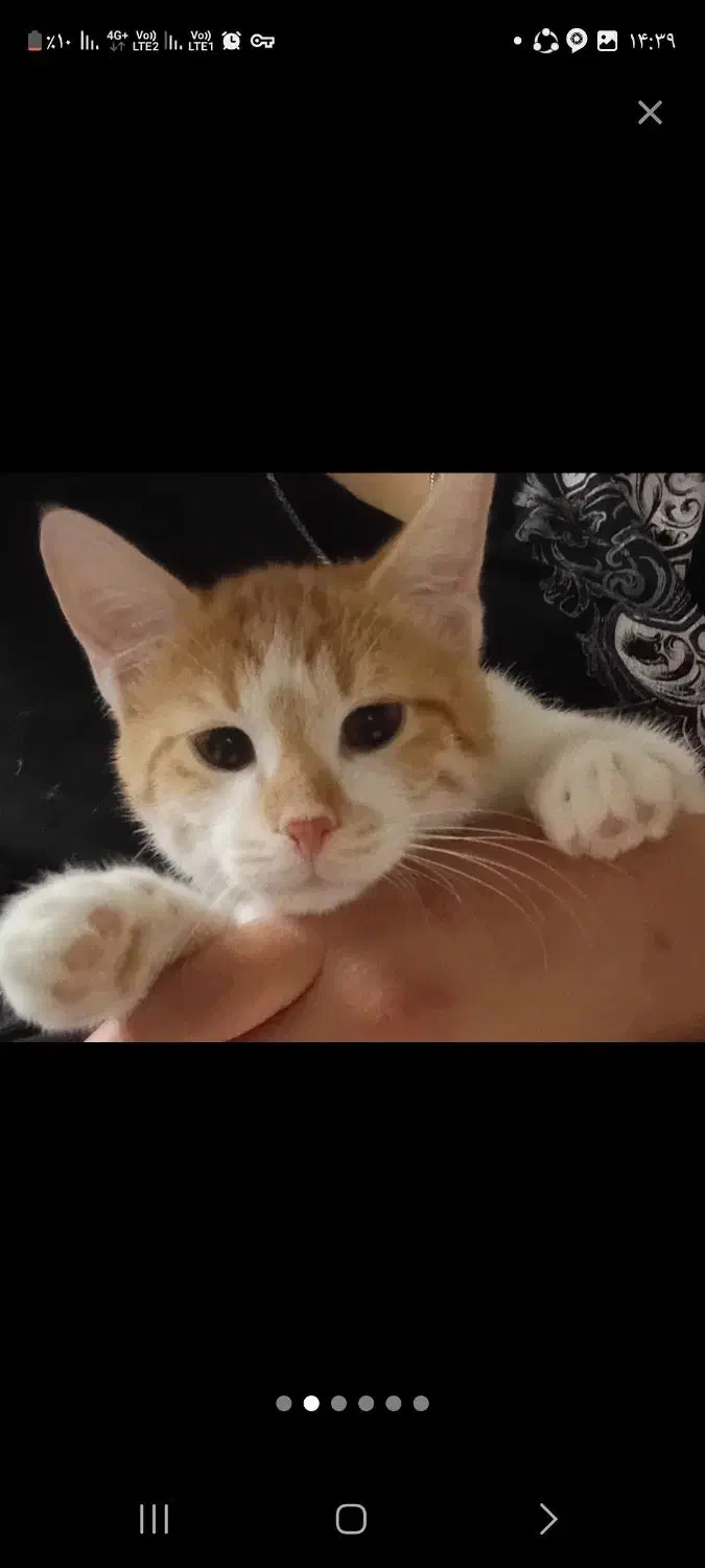 بچه گربه خانگی|گربه|سنقر, |دیوار