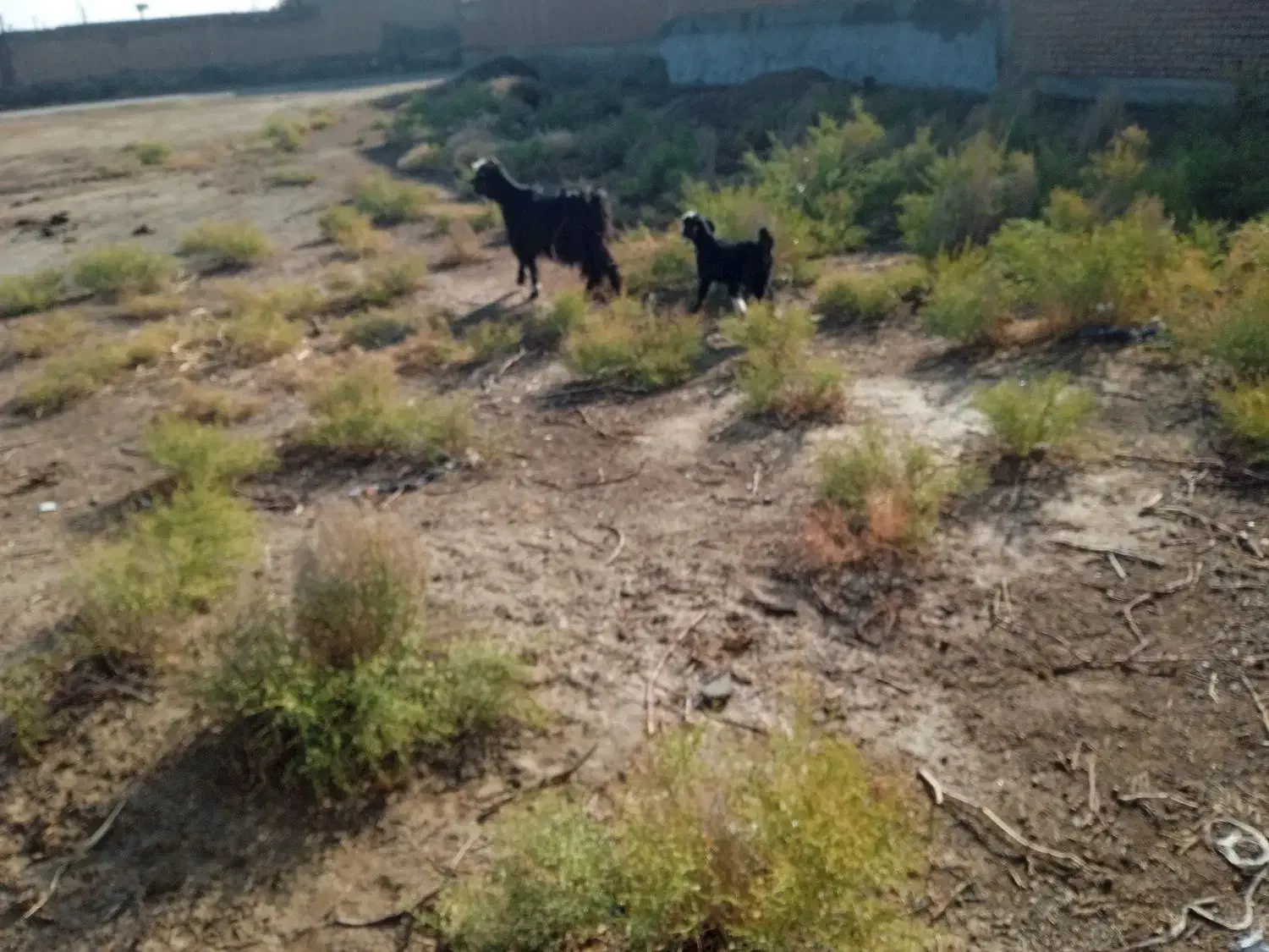 بز جوان با بچه|حیوانات مزرعه|میاندوآب, |دیوار