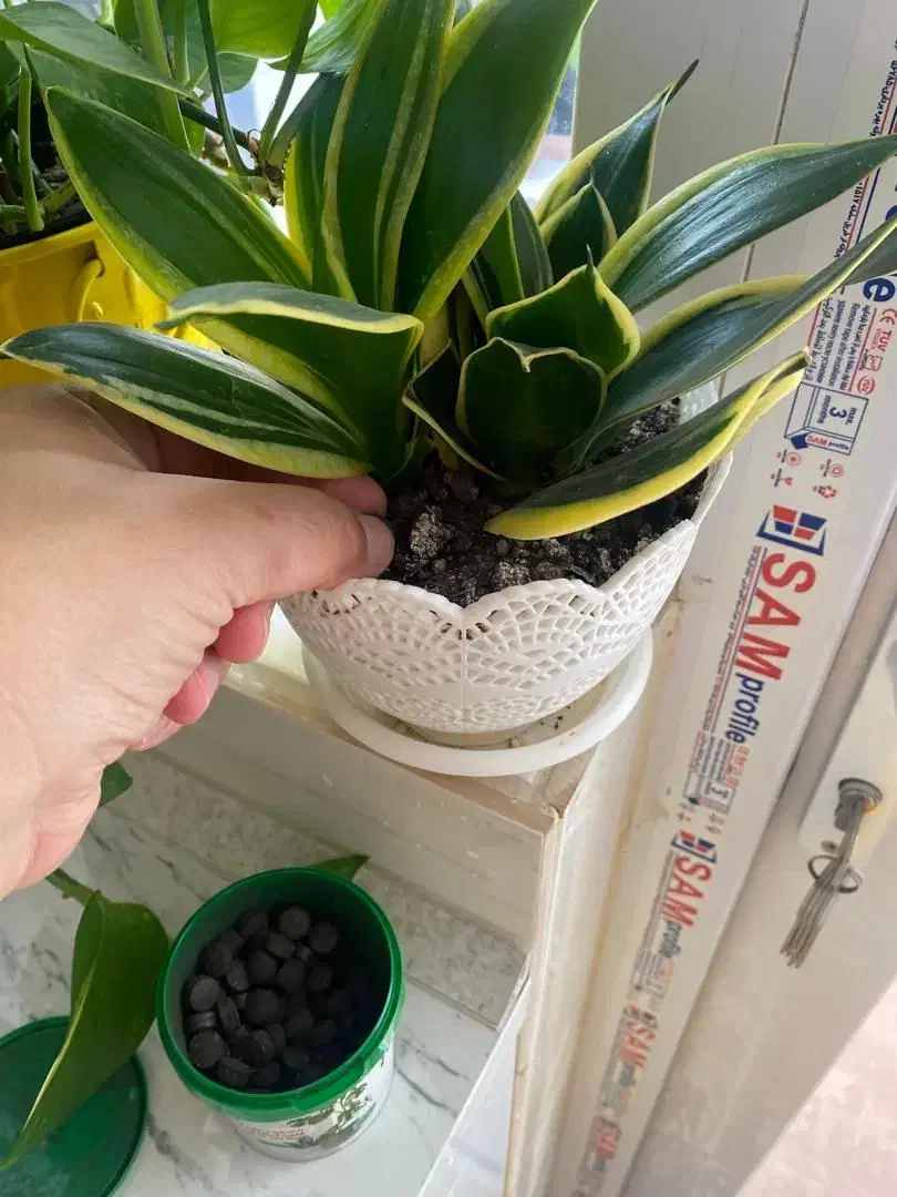 قرص کود|گل و گیاه طبیعی|ساوه, |دیوار