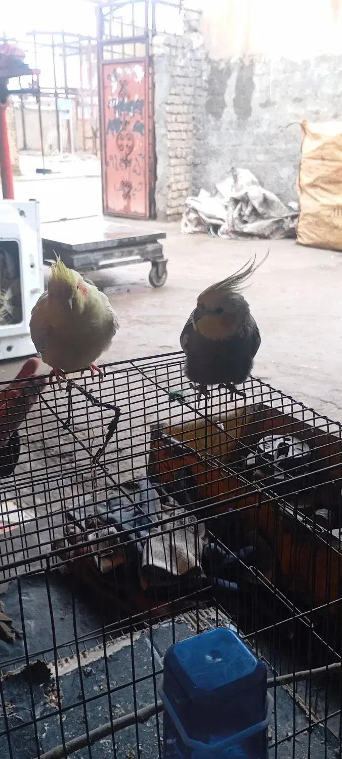 عروس هلندی سخنگو|پرنده|کوهدشت, |دیوار