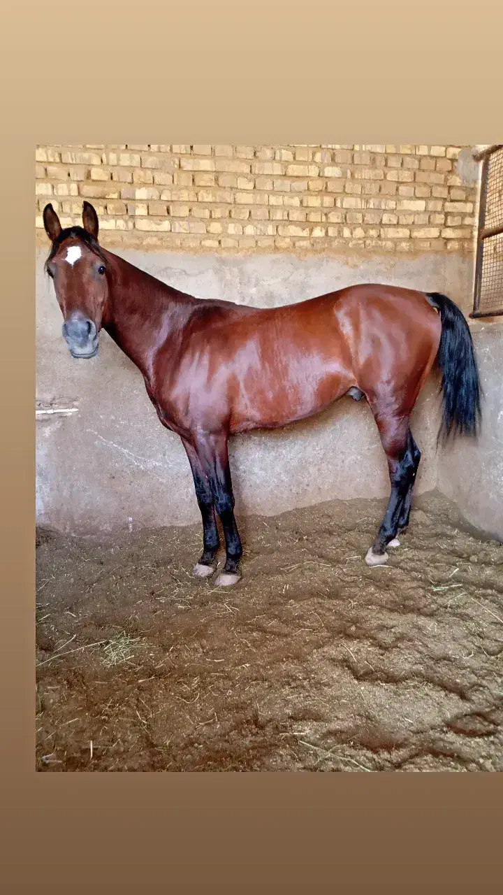 اسب نریون 6ساله|اسب و تجهیزات اسبسواری|اشکذر, |دیوار