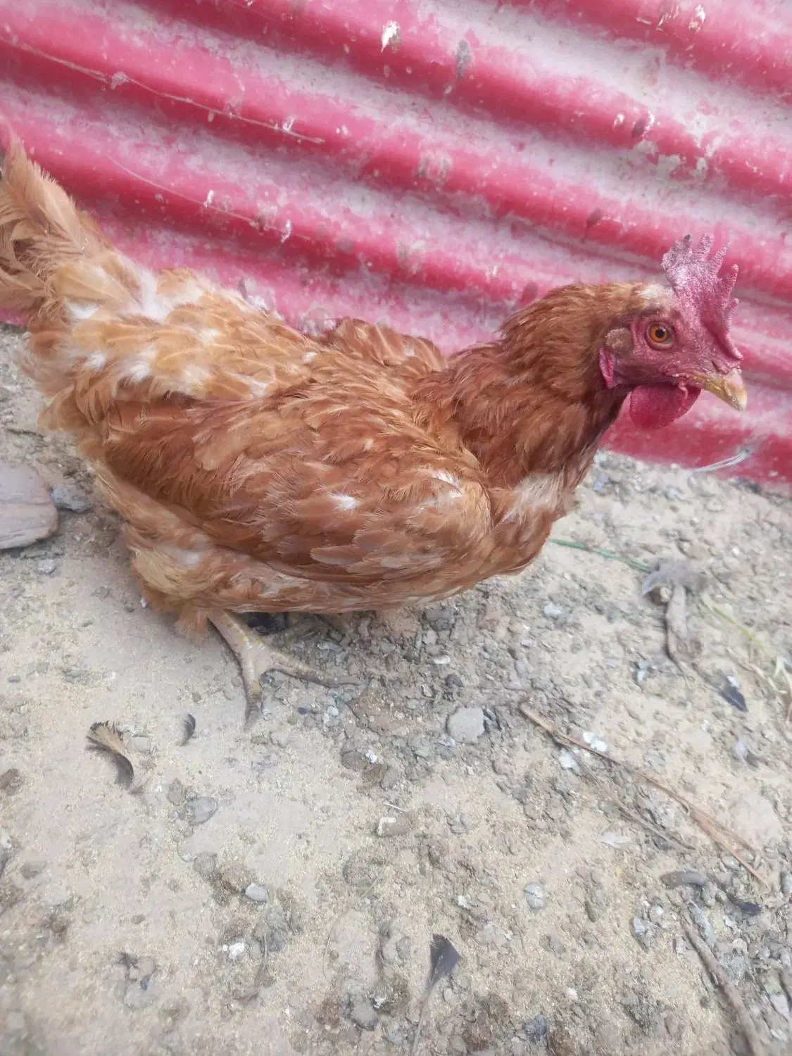 مرغ و خروس و غاز|حیوانات مزرعه|چهارباغ, |دیوار