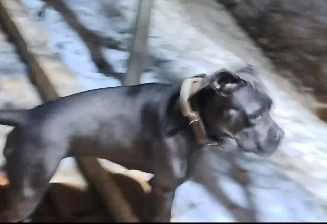 سگ گمشده کنکورسو پیتبول در بابل|حیوانات|بابل, |دیوار