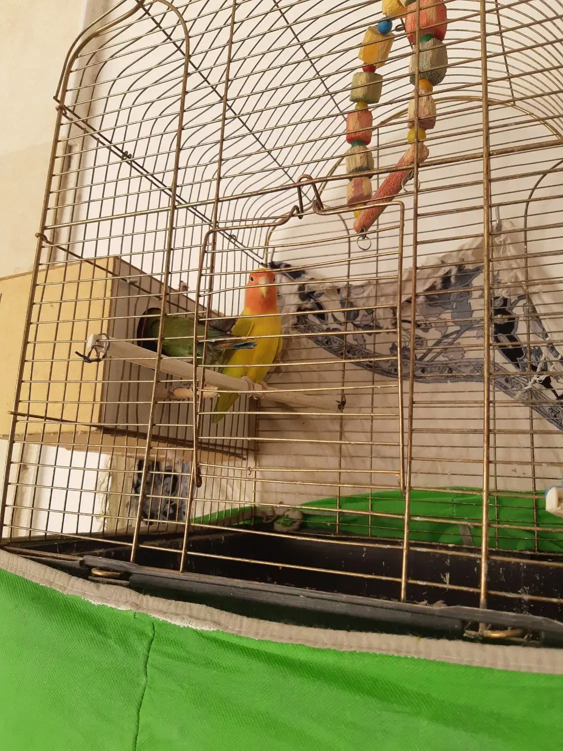یک جفت طوطی برزیلی مولد  به همراه قفس وسایرلوازم|پرنده|قم, شهرک قدس|دیوار