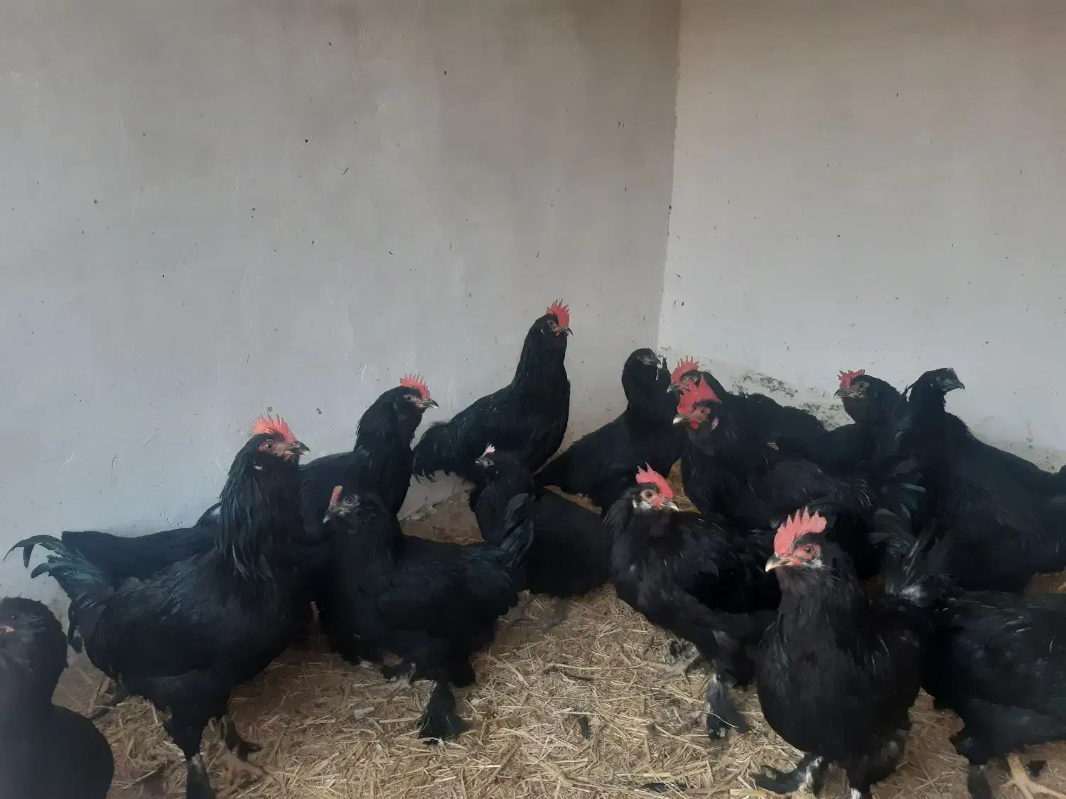 خروس فروشی|حیوانات مزرعه|مشهد, شهید احمدی روشن|دیوار