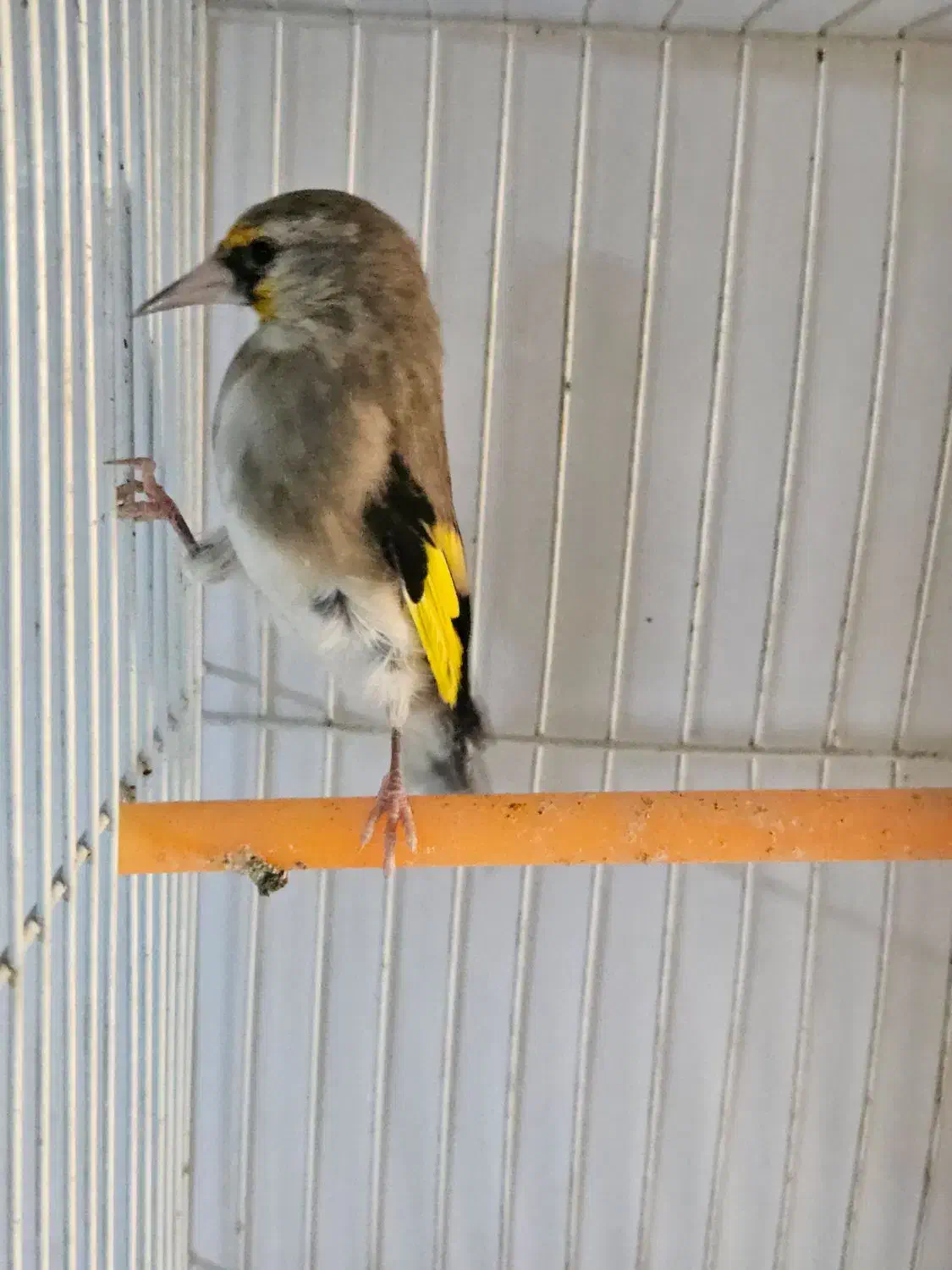 سهره گلبسر|پرنده|مشهد, شهرک شهید باهنر|دیوار