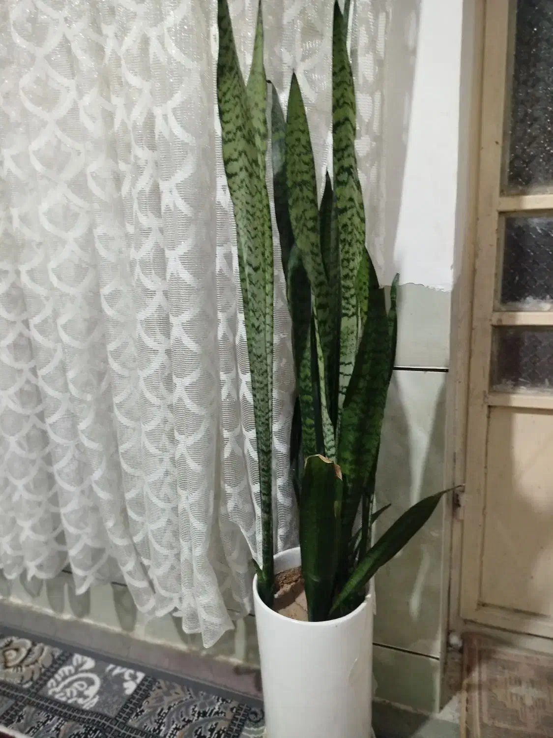 گل‌فروشی|گل و گیاه طبیعی|ایذه, |دیوار