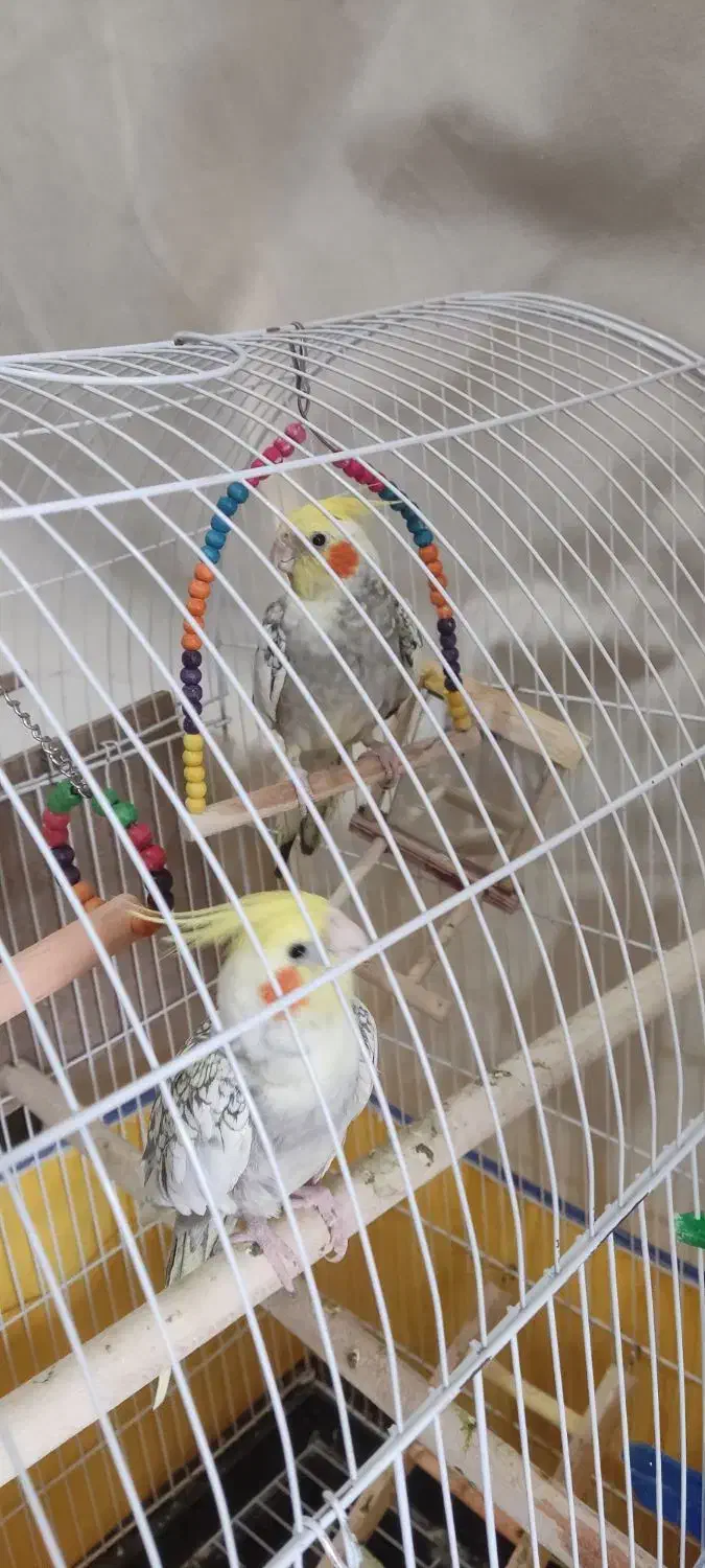 یک جفت عروس هلندی|پرنده|جره و بالاده, |دیوار