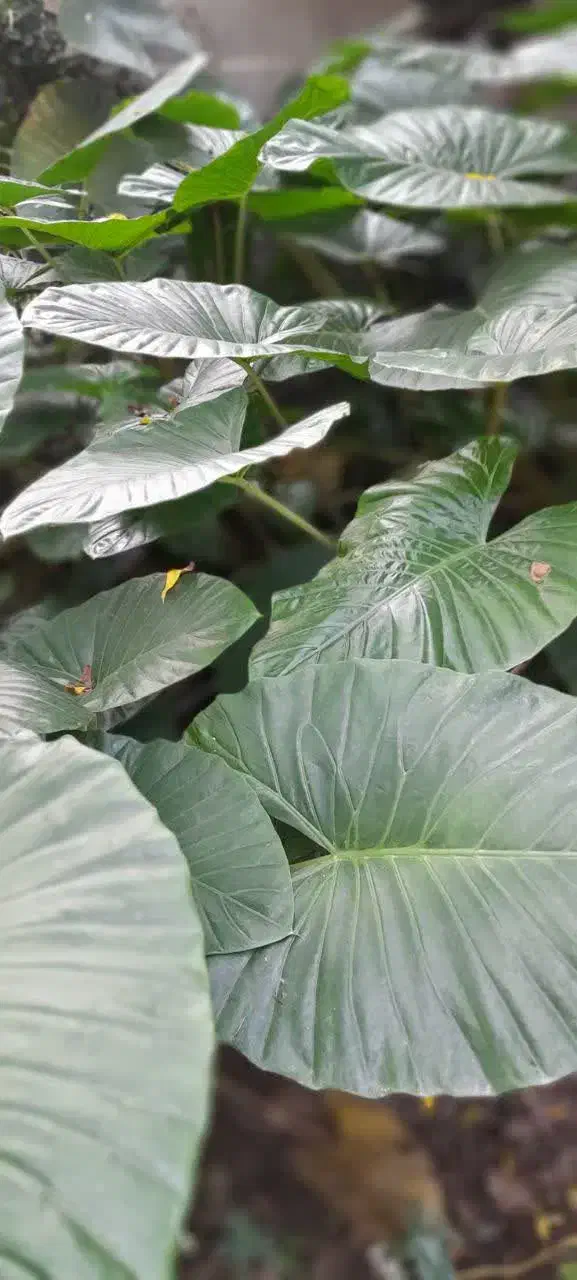 بابا آدم|گل و گیاه طبیعی|رحیم‌آباد, |دیوار